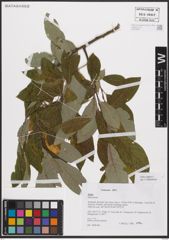 Foto von Salix caprea L.